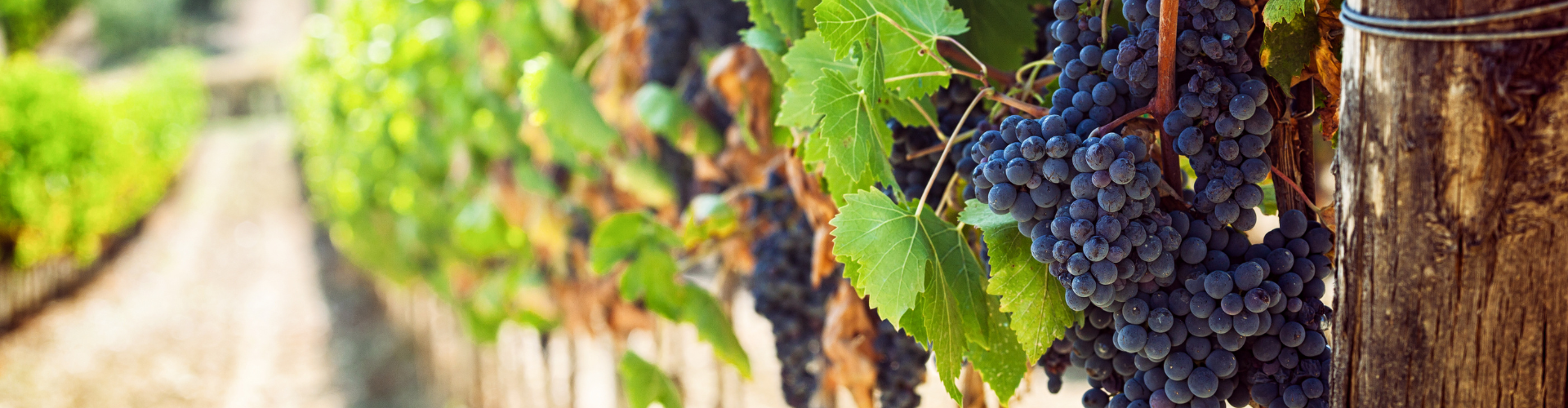 Tesouros da Toscana 2027